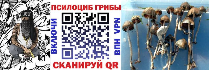 Купить закладки  Шали  Галлюциногенные грибы MAGIC MUSHROOMS 
